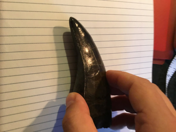 Tyrannosaurus Rex 5.25” Tooth Fossil For Sale