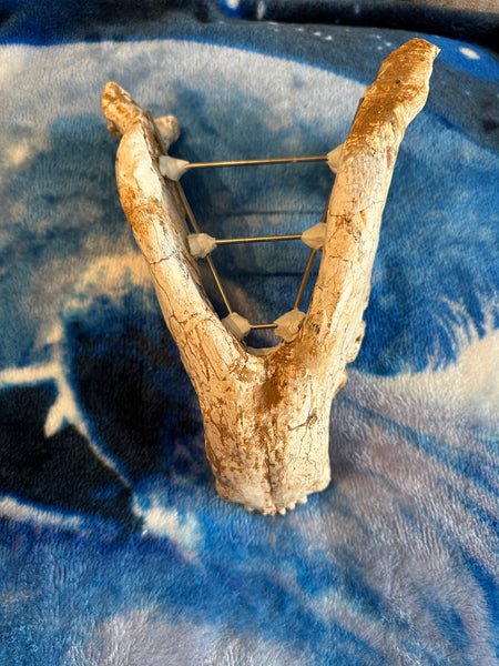 HUGE Dinocrocuta gigantea Skull and Jaw