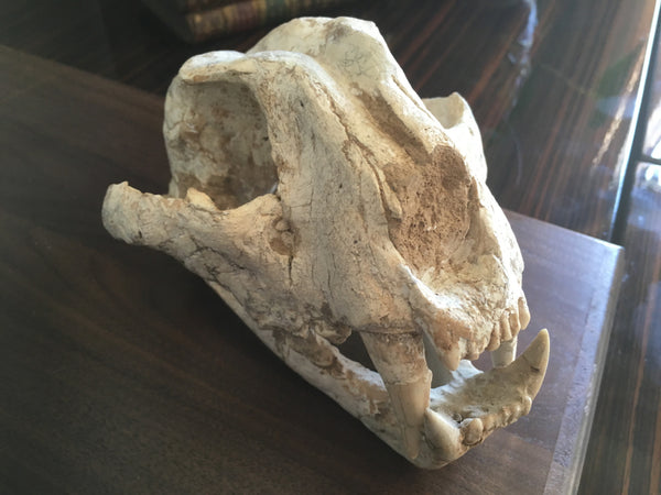 Saber Toothed Cat Skull with 1.5" Sabers