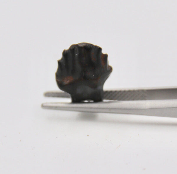 Edmontonia Tooth Fossil