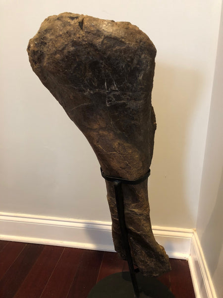 Suuwassea Humerus Fossil Bone on Stand