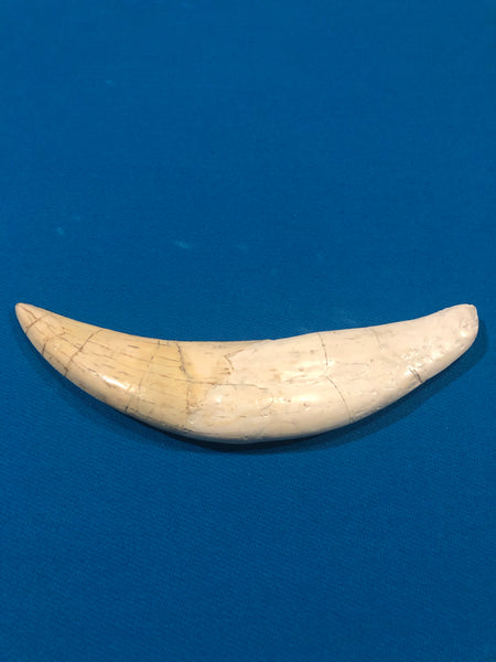 Saber Toothed Cat Canine Saber