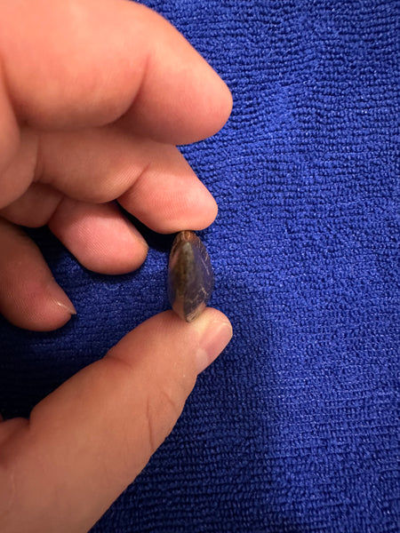 Premium 95+% Original T. rex Maxillary Tooth 2.20” (around the curve)