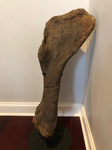 Suuwassea Humerus Fossil Bone on Stand