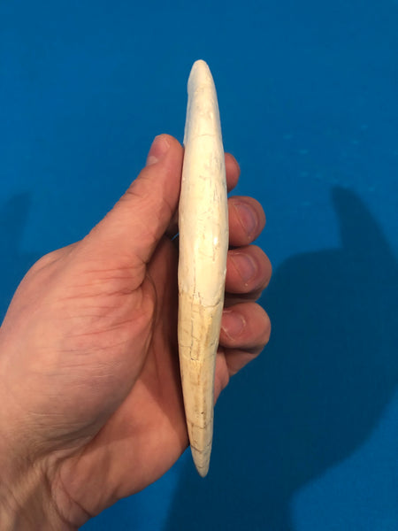 Saber Toothed Cat Canine Saber