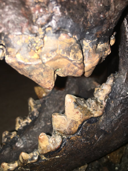 La Brea Tar Pits Dire Wolf Skull