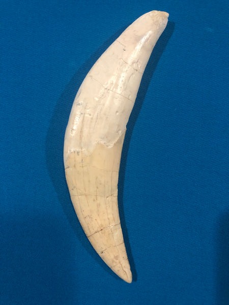Saber Toothed Cat Canine Saber