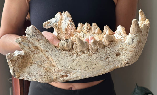 HUGE Dinocrocuta gigantea Skull and Jaw