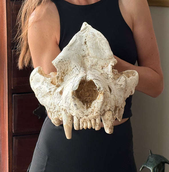 HUGE Dinocrocuta gigantea Skull and Jaw