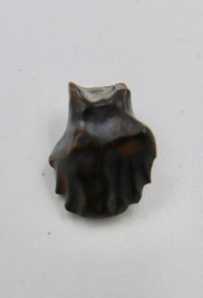 Edmontonia Tooth Fossil
