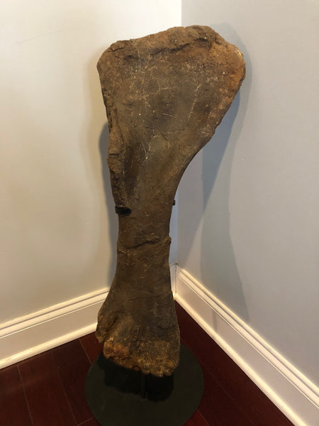 Suuwassea Humerus Fossil Bone on Stand