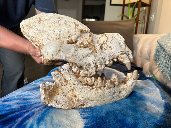 HUGE Dinocrocuta gigantea Skull and Jaw