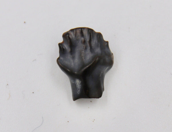 Edmontonia Tooth Fossil