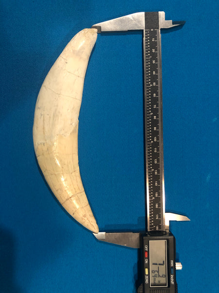 Saber Toothed Cat Canine Saber