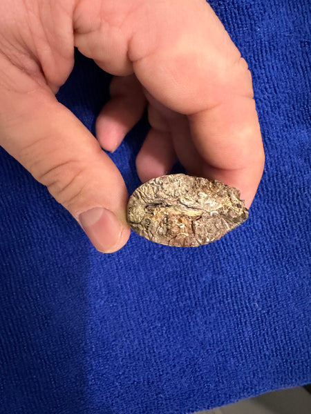 3” Maxillary T. rex Tooth (around the curve) with Amazing Serrations and Beautiful Patina
