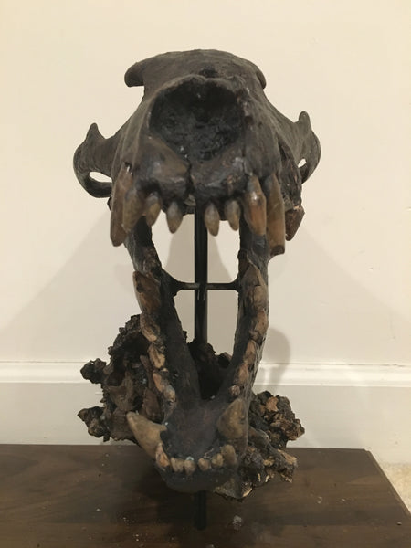 La Brea Tar Pits Dire Wolf Skull