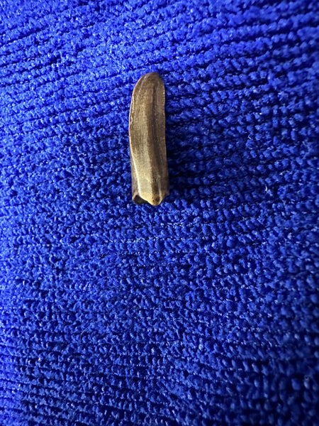 Trex Premax Tooth 0.75” 100% Original