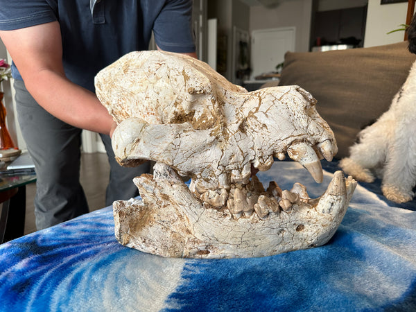 HUGE Dinocrocuta gigantea Skull and Jaw