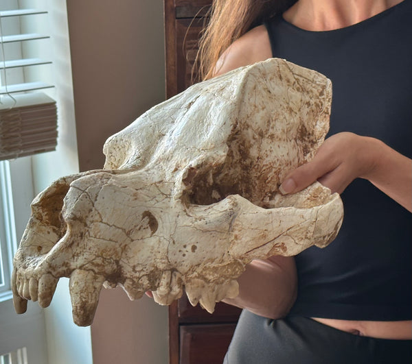 HUGE Dinocrocuta gigantea Skull and Jaw