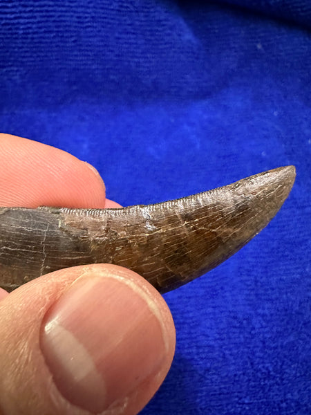 Premium 95+% Original T. rex Maxillary Tooth 2.20” (around the curve)