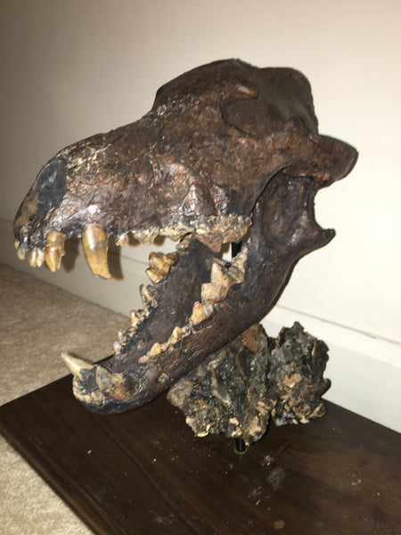 La Brea Tar Pits Dire Wolf Skull