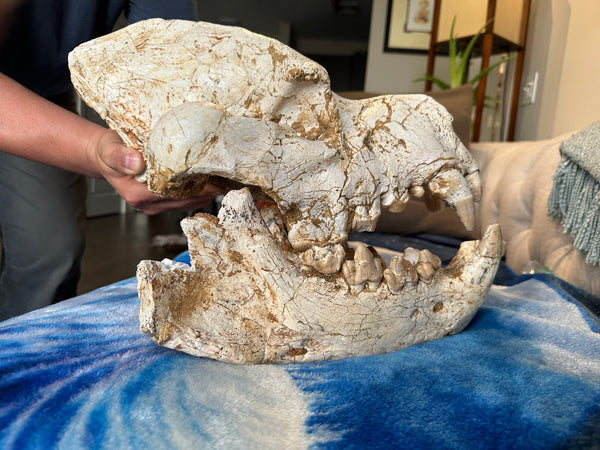 HUGE Dinocrocuta gigantea Skull and Jaw