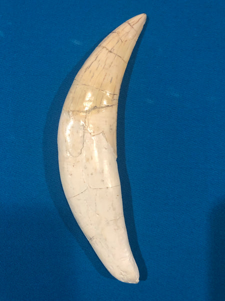 Saber Toothed Cat Canine Saber