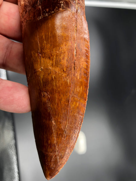 6" Carcharodontosaurus Tooth Fossil