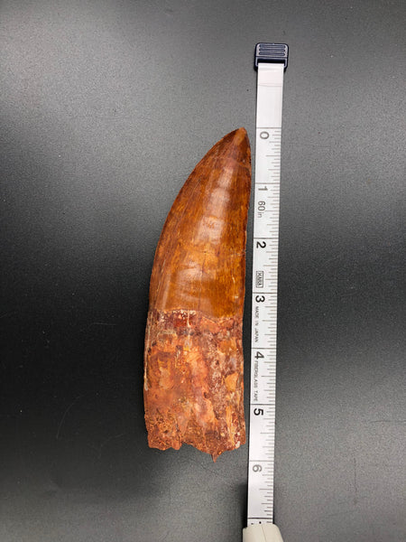 slight Brown Hue 6" Carcharodontosaurus Tooth Fossil