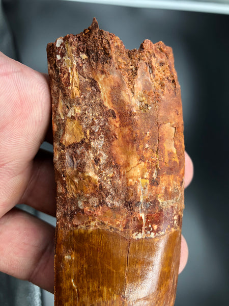 Base of Carcharodontosaurus Tooth Fossil