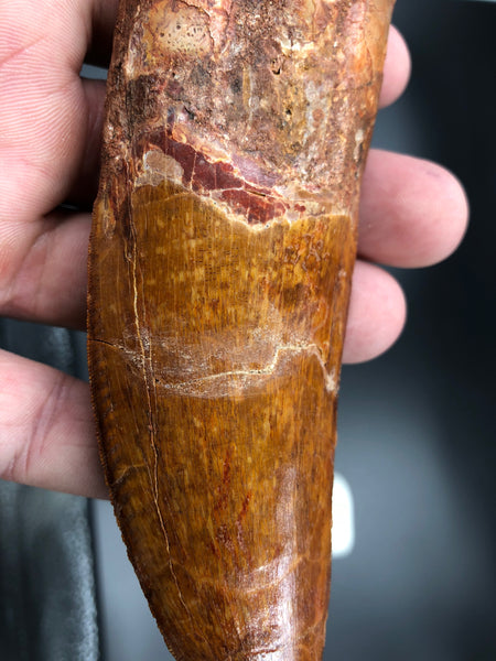 6" Carcharodontosaurus Tooth Fossil