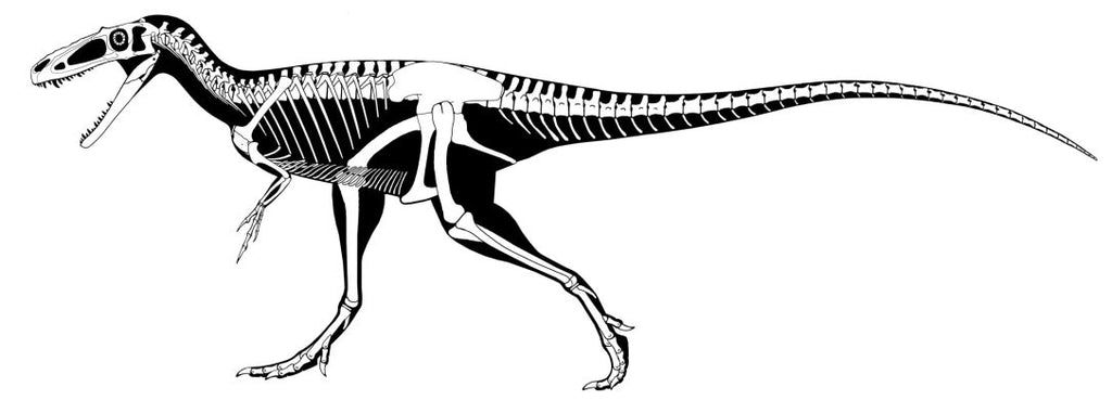 How Old is the T. Rex?