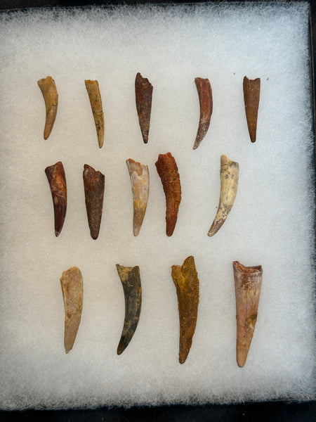 Pterosaur Fossil Tooth Lot (14)