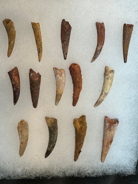 Pterosaur Fossil Tooth Lot (14)