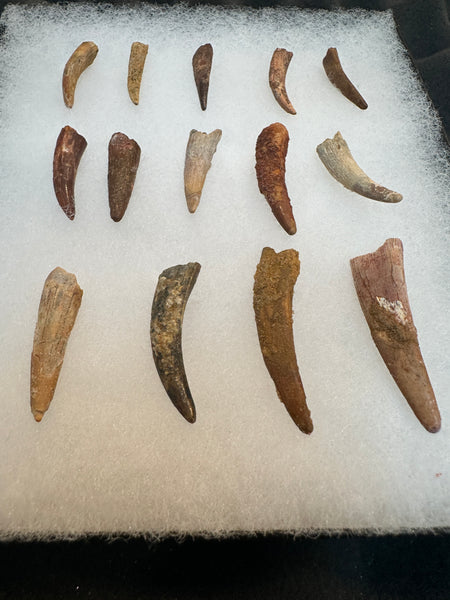 Pterosaur Fossil Tooth Lot (14)