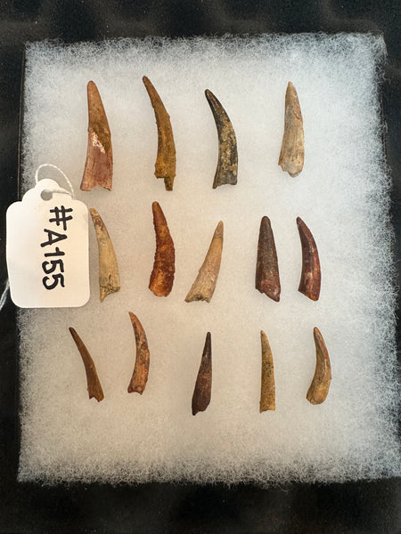 Pterosaur Fossil Tooth Lot (14)