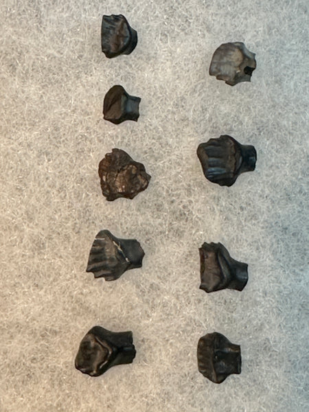 Edmontonia Tooth Fossil Lot (9)