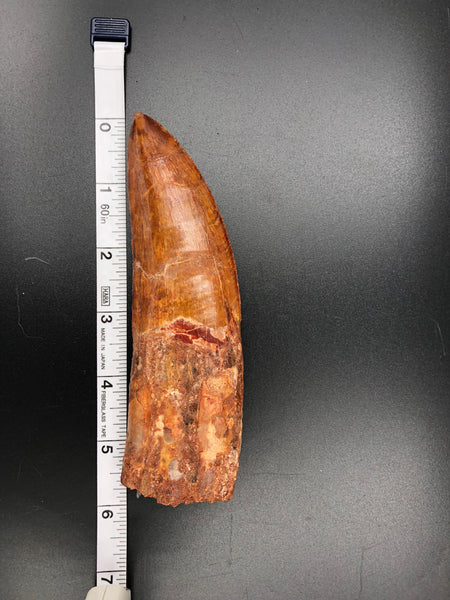 6 Inch Carcharodontosaurus Tooth Fossil with Tape Measure