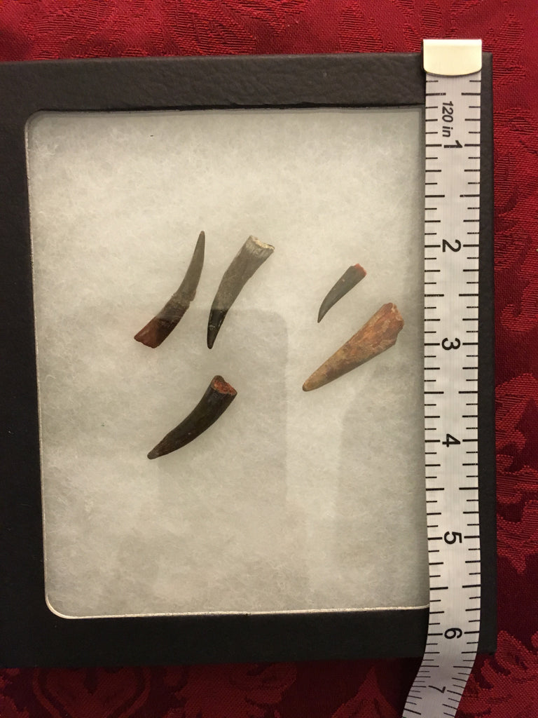 Pterodactyl Fossils For Sale