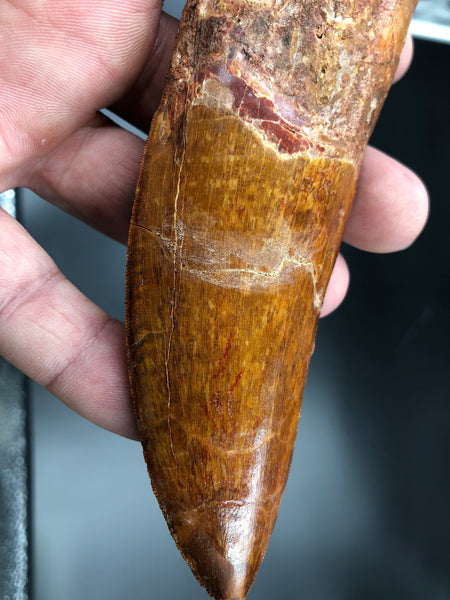Left Side of Carcharodontosaurus Tooth Fossil