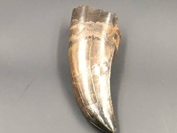 T  Rex 5.25” Tooth Fossil side view