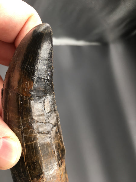 Tyrannosaurus Rex 5.25” Tooth Fossil For Sale