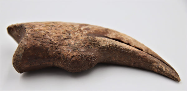 Struthiomimus Altus Claw Fossil For Sale