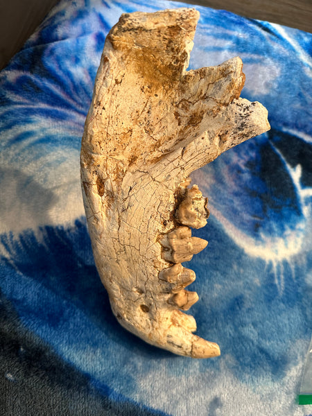 HUGE Dinocrocuta gigantea Skull and Jaw