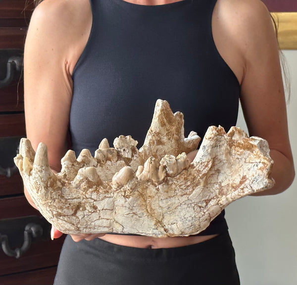 HUGE Dinocrocuta gigantea Skull and Jaw