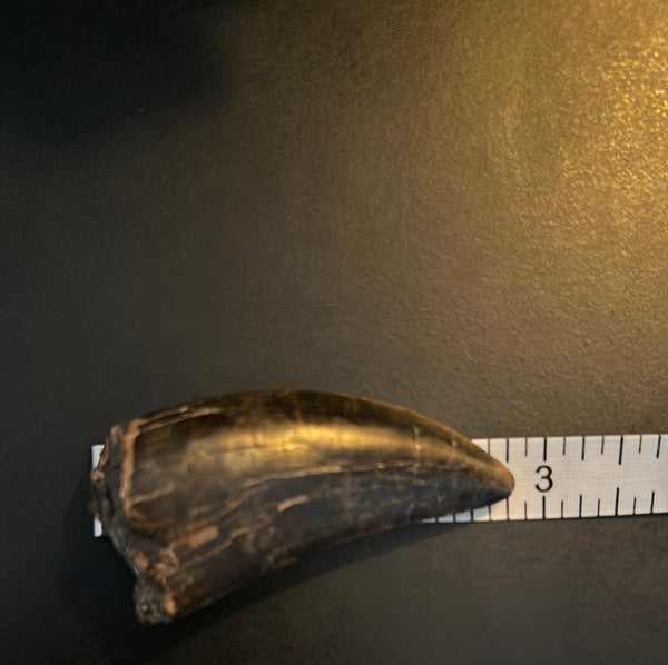 3” Maxillary T. rex Tooth (around the curve) with Amazing Serrations and Beautiful Patina