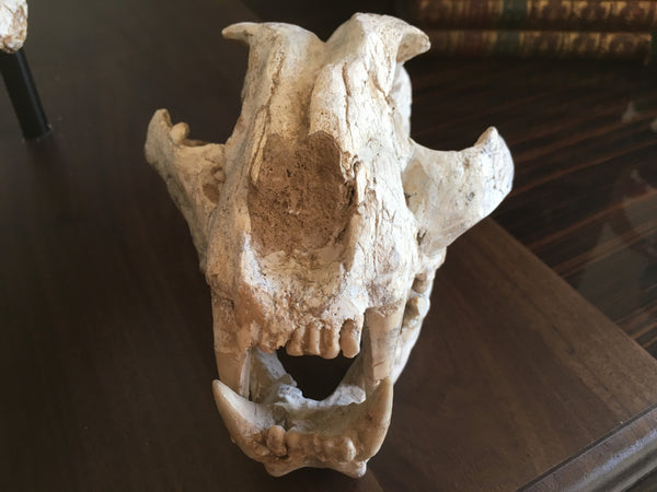 Front View of a Sabre Tooth Cat Skull