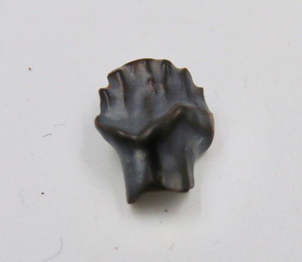 Edmontonia Tooth Fossil