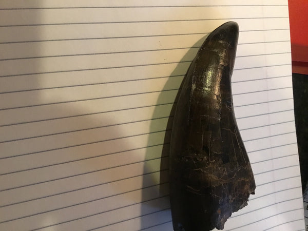 Tyrannosaurus Rex 5.25” Tooth Fossil For Sale