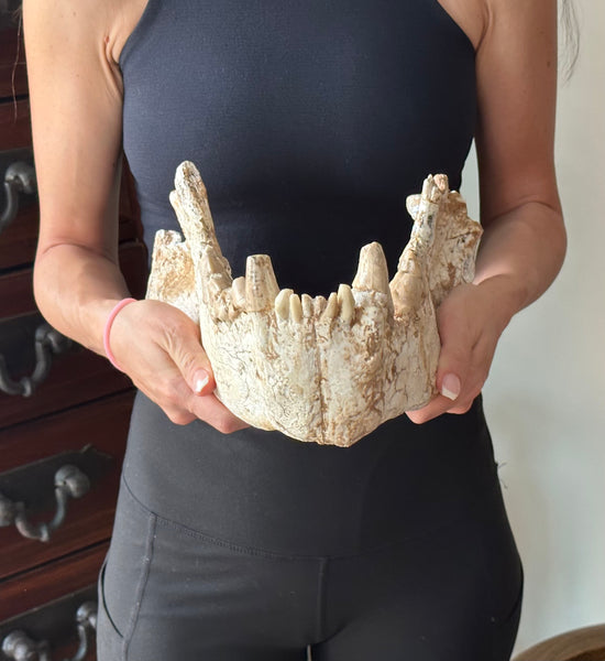 HUGE Dinocrocuta gigantea Skull and Jaw